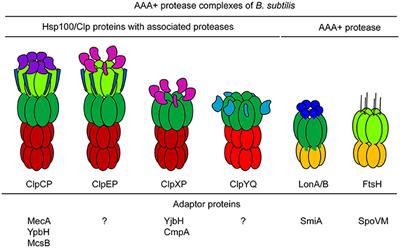 Functional Diversity of AAA+ Protease Complexes in Bacillus subtilis